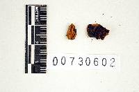 Inonotus crocitinctus image