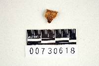 Thumbnail image of current specimen