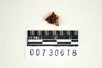 Thumbnail image of current specimen