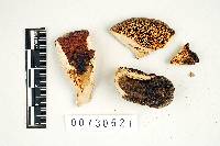 Bjerkandera fumosa image