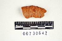 Postia tephroleuca image