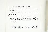 Inocutis dryophila image