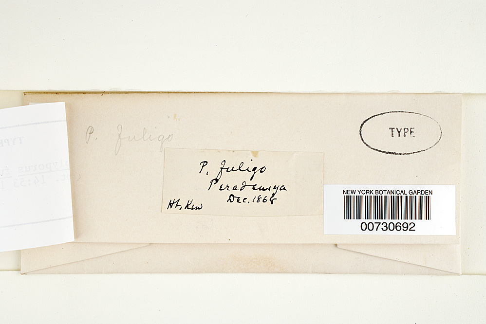 Grammothele fuligo image