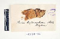 Media resource of Echinoporia hydnophora