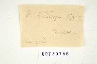 Polyporus laticeps image