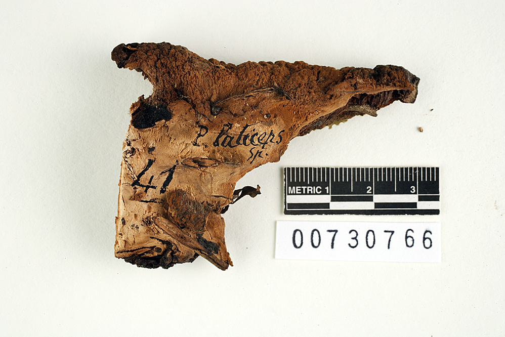 Polyporus laticeps image