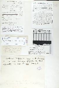 Trametes modesta image