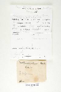 Trametes pubescens image