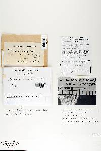 Bjerkandera adusta image