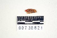 Bjerkandera adusta image