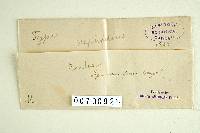 Polyporus dictyopus image