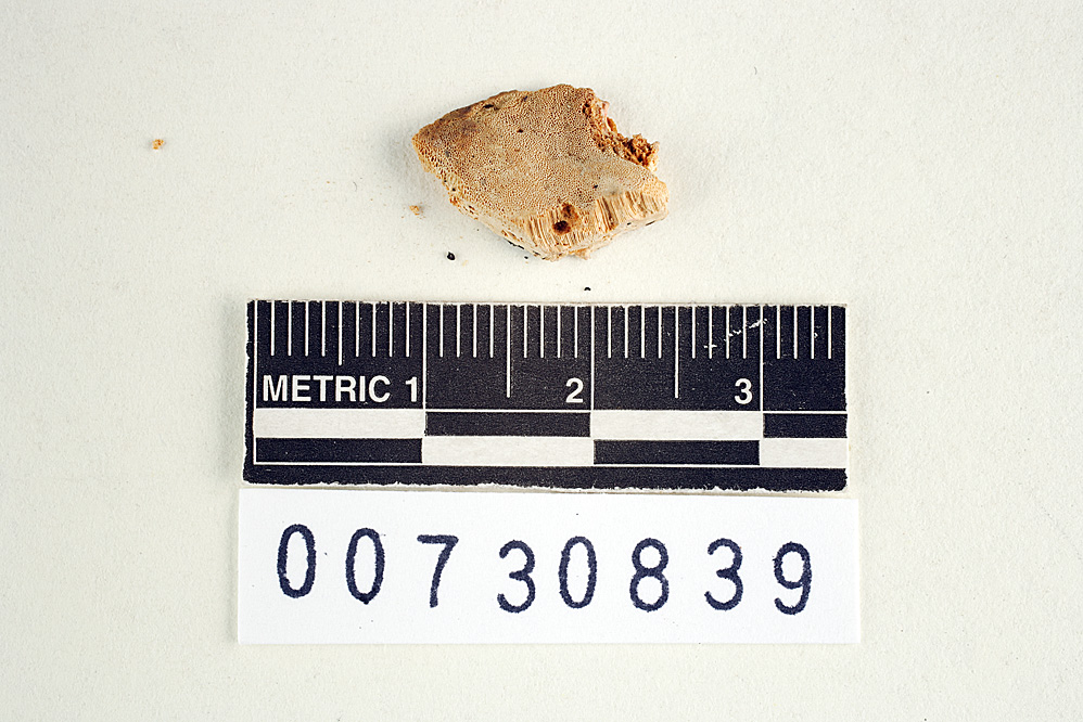 Trametes nivosa image