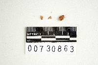 Polyporus pallidocervinus image