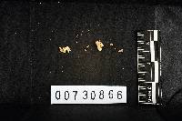 Fomitopsis palustris image