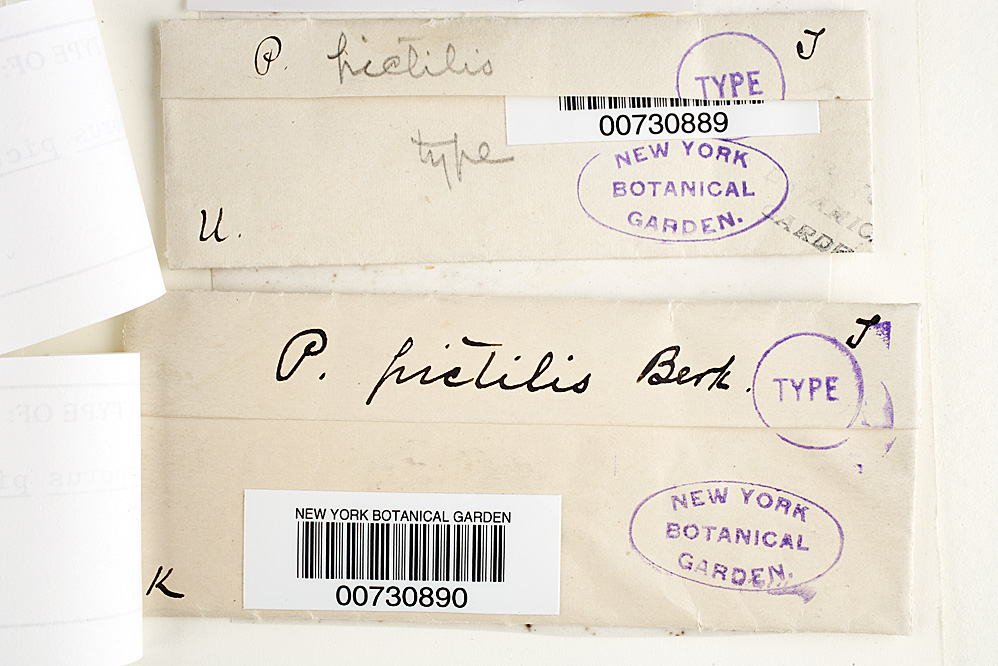 Polyporus pictilis image