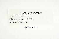 Microporellus obovatus image