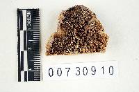 Abortiporus biennis image