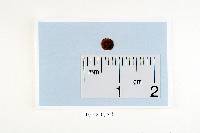 Thumbnail image of current specimen