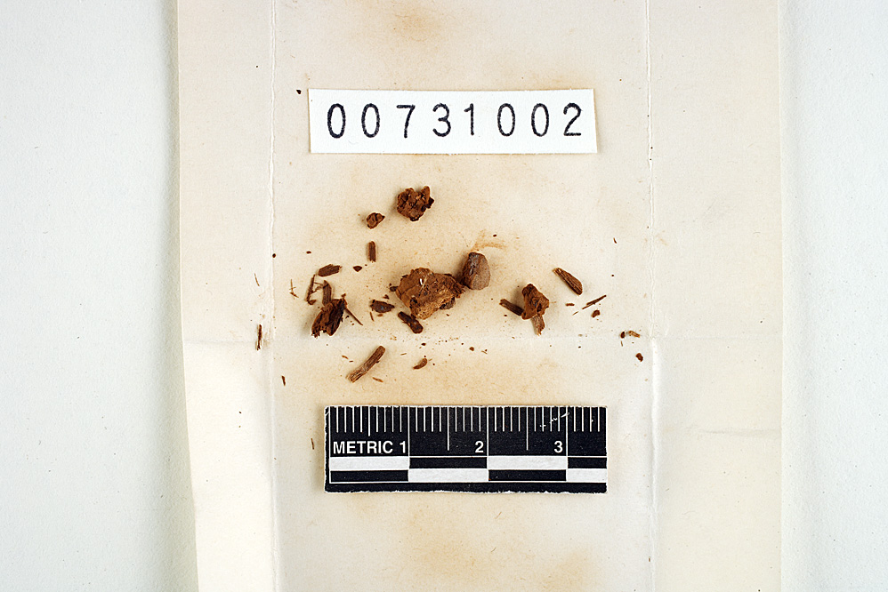 Abundisporus roseoalbus image