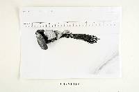 Media resource of Flabellophora superposita