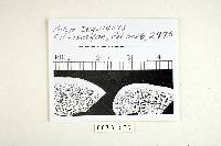 Earliella scabrosa image