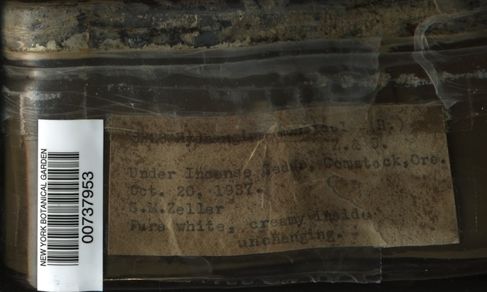 Cystangium vesiculosum image