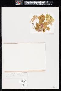 Image Associated With the Occurrence