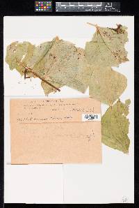 Image Associated With the Occurrence