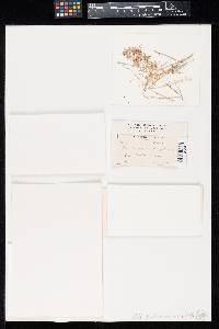 Tilletia corona image