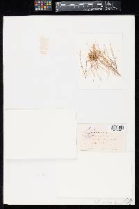 Tilletia corona image