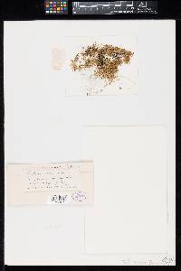 Tilletia corona image