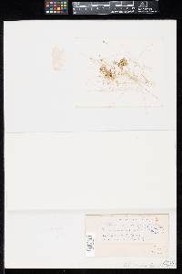 Tilletia corona image