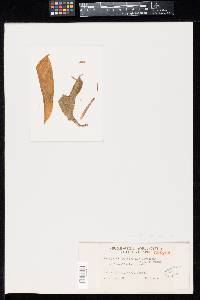 Image Associated With the Occurrence