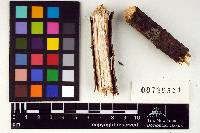 Exidia compacta image