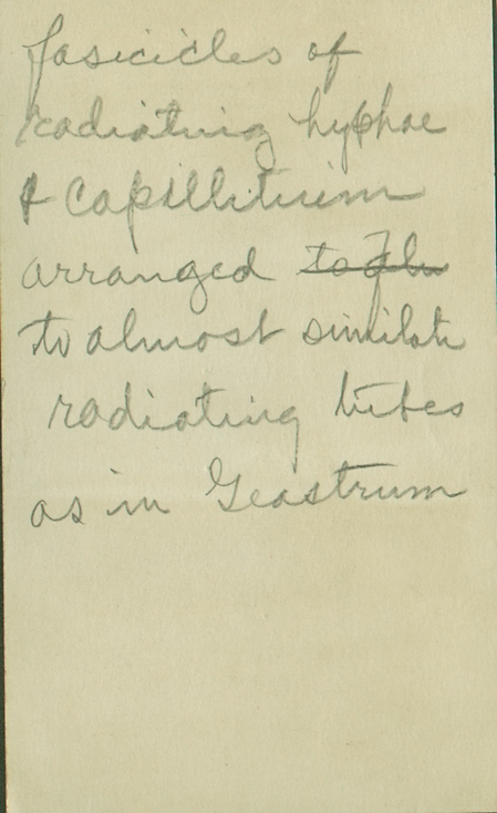 Radiigera fuscogleba image