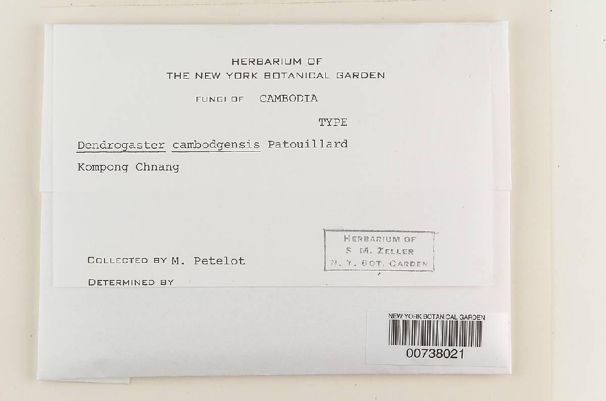 Mycoamaranthus cambodgensis image