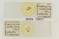 Mycoamaranthus cambodgensis image