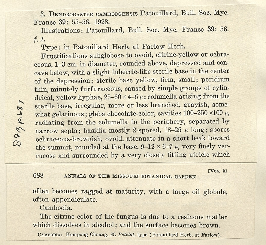 Mycoamaranthus cambodgensis image