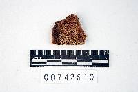 Polyporus virgatus image