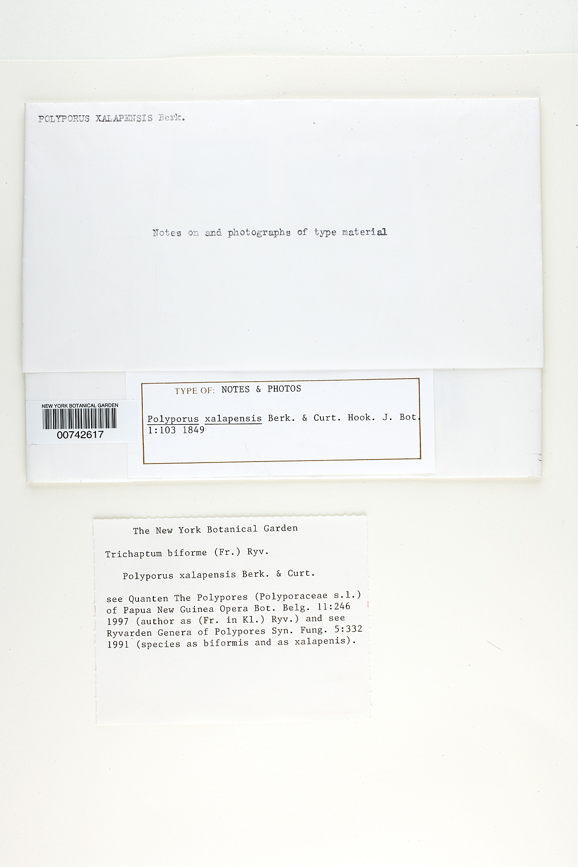 Polyporus xalapensis image