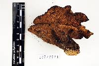 Thumbnail image of current specimen