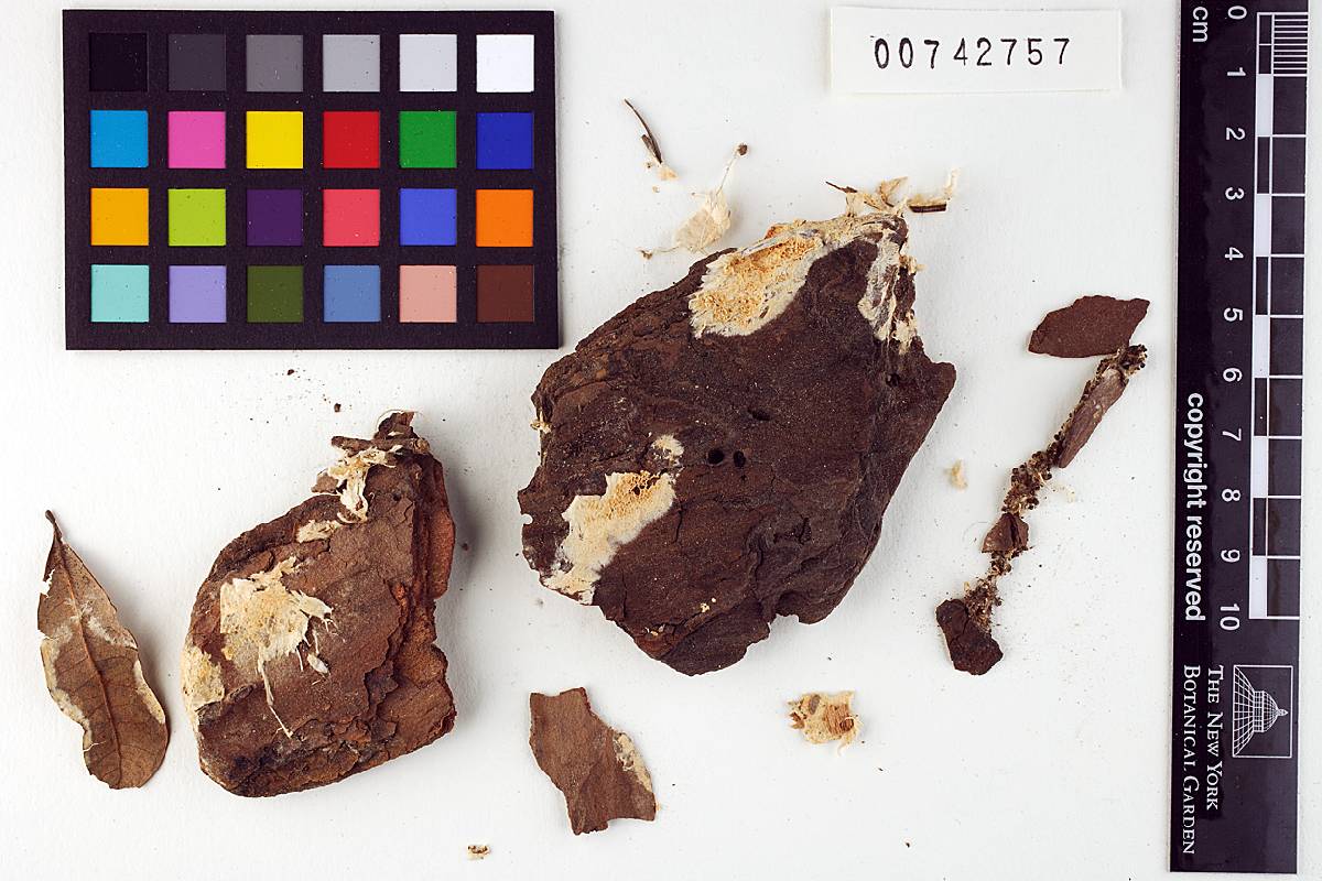 Fibroporia radiculosa image