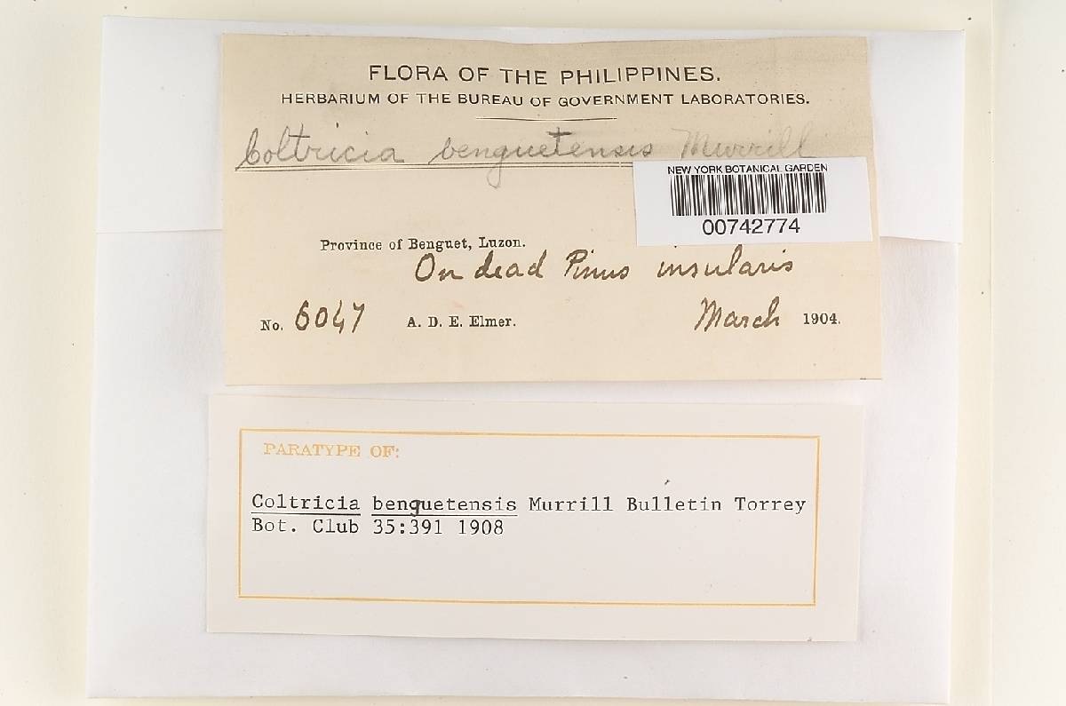 Onnia orientalis image