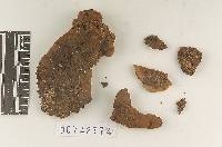 Onnia orientalis image