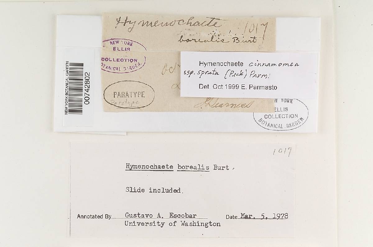 Hymenochaete borealis image