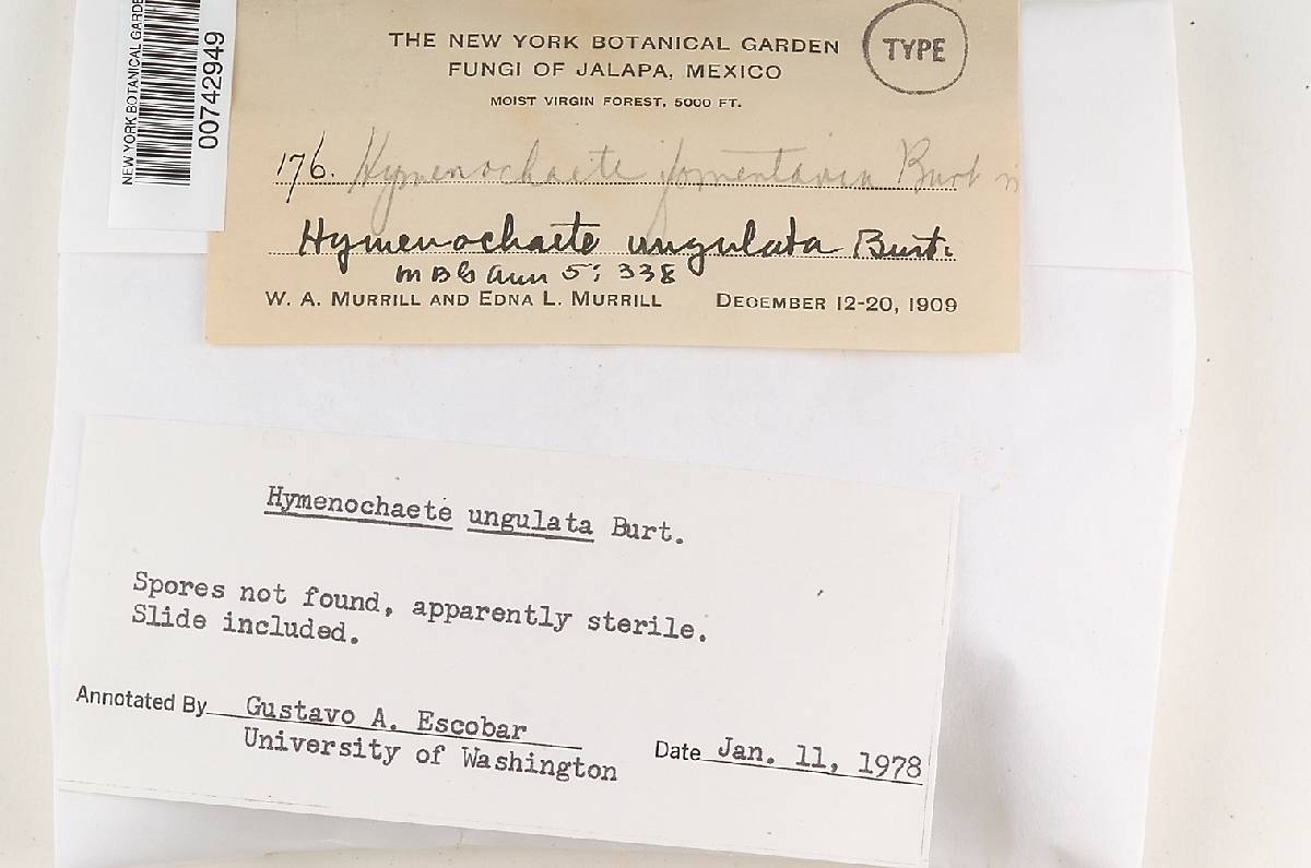 Hymenochaete ungulata image