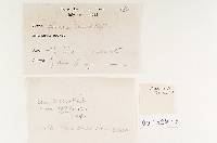 Mucronoporus fulvidus image