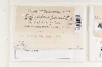 Mucronoporus fulvidus image