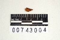 Coltricia cinnamomea image