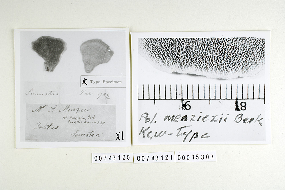 Trametes menziesii image